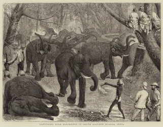 Capturing Wild Elephants in South Eastern Mysore, India